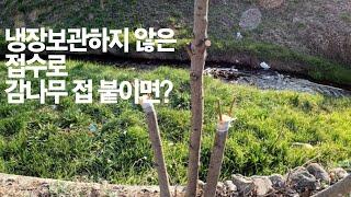 감나무 깍기접 붙이는 방법 20230403