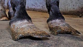 These Hooves Were In Terrible Condition!!! How Can People Let This Happen - Satisfying Restoration