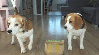 Leaving my beagle dogs alone with McDonald's burgers for 15 Minutes