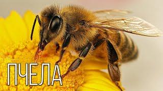 Bee: The most useful insect | Interesting facts about bees