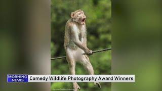 Comedy Wildlife Photography Awards 2021