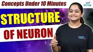 Structure and Functions of Neuron | Quick Concept for NEET 2025 | Class 11 Biology | Tania Ma'am