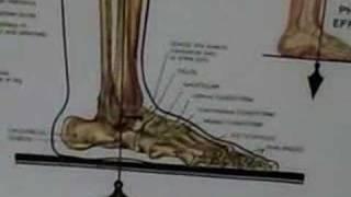 Lower Leg Formula-  Foot Bones, Tendon, Ligaments