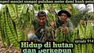 ngeri melihat bang komri manjat pohon tinggi puluhan meter warta petani muda hidup di hutan