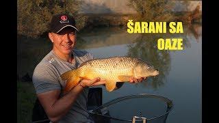 Pecanje Šarana na Oazi method tehnikom | Method Feeder Carp Fishing - Lake Oaza  | Energo tim