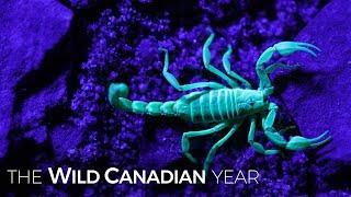 Canada’s Venomous Scorpions Glow As They Hunt Prey In The Dark of Night | Wild Canadian Year