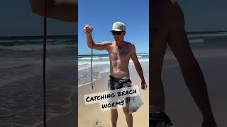 How to catch beach worms full edit search Living Free Fishing.