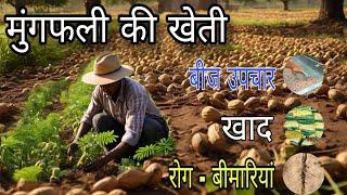 मूंगफली की खेती की सम्पूर्ण जानकारी । mungfali ki kheti । groundnut farming । peanut farming