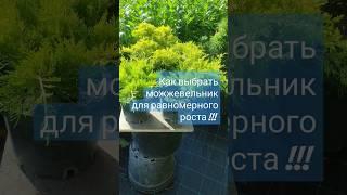 как выбрать можжевельник ? чтобы он развивался  равномерно.#дача #огород #garden #растения #природа