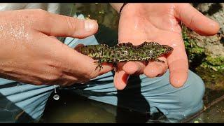 Today We Found a Male Triturus marmoratus in a Fountain!! #nature #travel #explore #wildlife