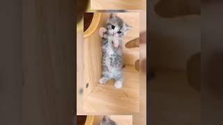 Cats and Kittens being themselves #cat #cats #kitten #kittens #catvideo #kittenvideo