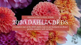 DAHLIAS: FULL TOUR -  FRESHCUTKY 2020 Cut Flower Garden!