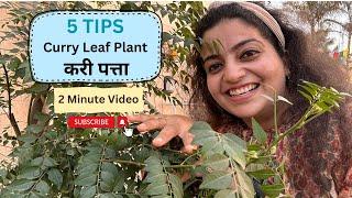 Curry Leaf Tips |  इन 5 टिप्स से करी पत्ते का पौधा हरा-भरा और झाड़ीदार हो जाएगा #curryleaves