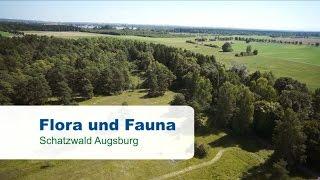 Schatzwald Augsburg - Flora und Fauna