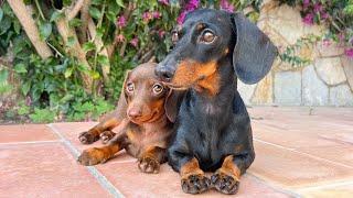 On holiday with a Mini Dachshund puppy- Fireworks in France.