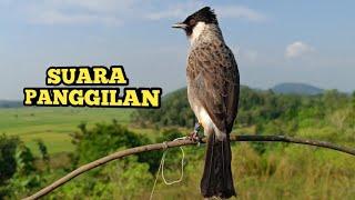 Suara Burung KUTILANG Gacor Memanggil Lawan, Kutilang Liar Langsung Nyaut dan Mendekat.