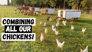 Did combining all our chicken flocks slow down egg production?