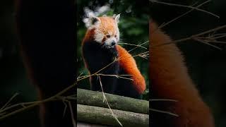 Red Panda | Species Fact Card