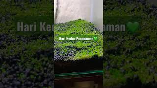 Update Hari Kedua Penanaman Carpet Seed #aquascape #carpetseed #aquascaping #aquascapepemula