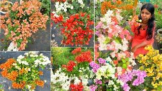 ഇത്രയധികം Multi Grafted Bougainvillea കൾ ഉള്ള Garden വേറെ കേരളത്തിൽ ഉണ്ടോ ? 50+ Varieties  