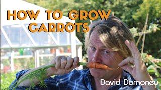 How to grow carrots in your garden at home with David Domoney