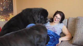 What does a Newfoundland Dogs do to Wake Me Up!