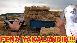 FENA YAKALANDIK~YAĞMUR BASTIRDI~BÜTÜN DELİKLERİ TIKA~GECE 00:01 YAVRULARA BAK