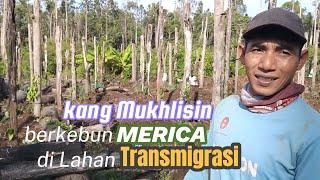 KANG MUKHLISIN TRANSMIGRAN ASAL LAMPUNG BARU SETAHUN SUDAH PUNYA KEBUN MERICA