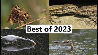 Best of British Wildlife 2023