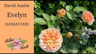  David Austin's Evelyn Rose / AUSsaucer