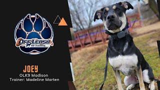 "Joey" 1 Y/O Shepherd Mix | Reactivity | Madison Dog Trainers