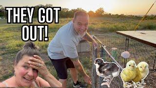 He Left Us & We Almost Lost All Our Chickens! They Tried To Escape The Ranch!  Farm Life Vlog