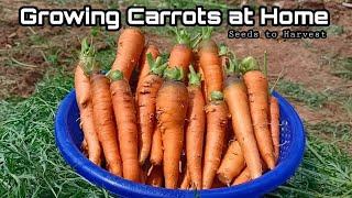 How to Grow Carrots at Home / Seeds to Harvest / Easy for beginners