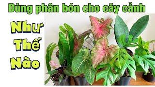 Cách dùng phân bón cho cây trong nhà, cây indoor, kiểng lá