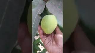 Mango Zindegi | Fresh mango | mango song | ripe mango from tree