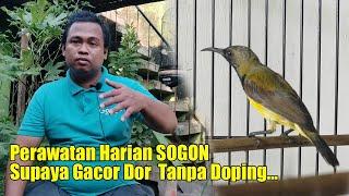 PERAWATAN BURUNG SOGOK ONTONG AGAR CEPAT GACOR || RAWATAN HARIAN SOGON BAHAN