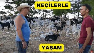 AİLE DAĞDA KEÇİLERLE YAŞIYOR (Dağda Kıl Keçisi Yetiştiriciliği)