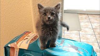 Tiny Kitten Saved from the Streets Finds Forever Home