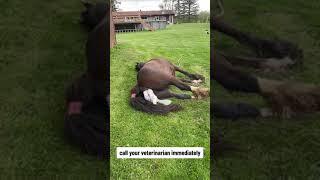 Horse Gives Birth to Foal Showing The Whole Foaling Process - What to do and NOT to do