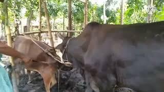 cow mating