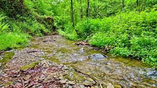 Geräusche der Natur, Murmeln eines Baches || Das Rauschen des Baches wirkt entspannend || Relax