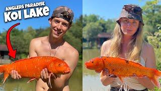 BRIGHT ORANGE KOI! - Anglers Paradise