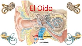 Anatomía - Oído (Externo, Medio, Interno, Huesecillos, Músculos)