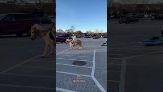 Riding a horse. Riding a pony.USA Cleveland Ohio .Country style.Feel free enjoy your day.