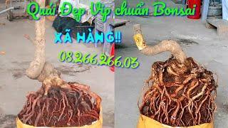 Xã Hàng!! ngày 27/8 0826626603 AN. Giảo Phú Tân, Lắc Quái, hoành To, đế Đặc chuẩn Bonsai.@AnChoGao