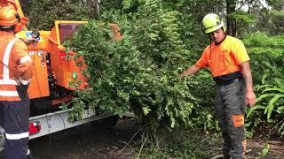 A141 XL Jensen whole tree Pohutukawa chip, Alfa Contracts NZ Ltd and Tree King