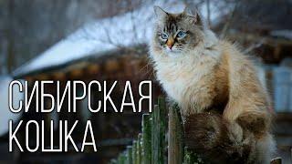 Сибирская кошка: Пушистая долгожительница | Интересные факты про породы кошек