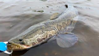 Release the DRAGONS: BIG SNAKEHEAD & Bass - Wade Fishing with Mepps & Squarebill Crankbaits