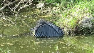 Black Heron "Umbrella" Fishing