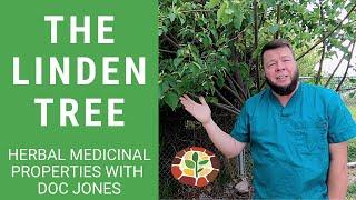 The Medicinal Benefits of the Linden Tree! - Quick Recap with Doc